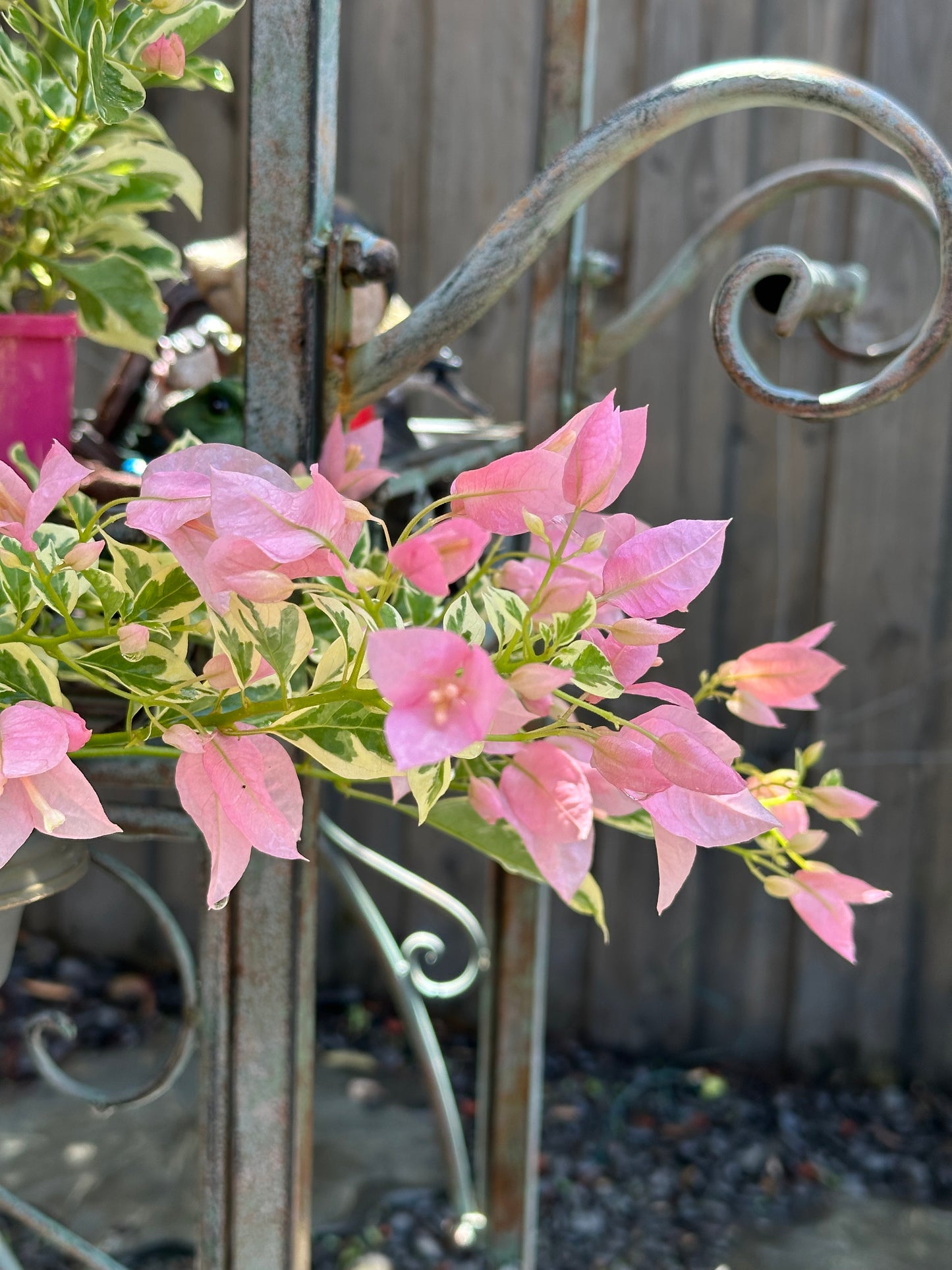 Bougainvillea Pink O Belle