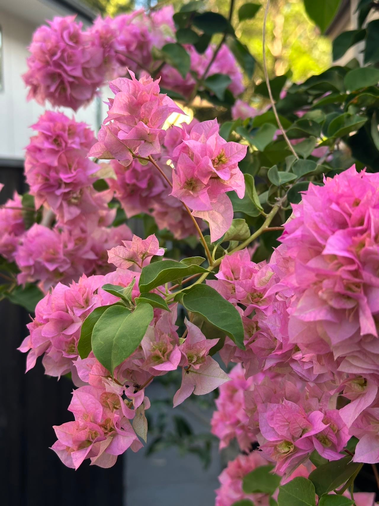 Bougainvillea Double Light Pink