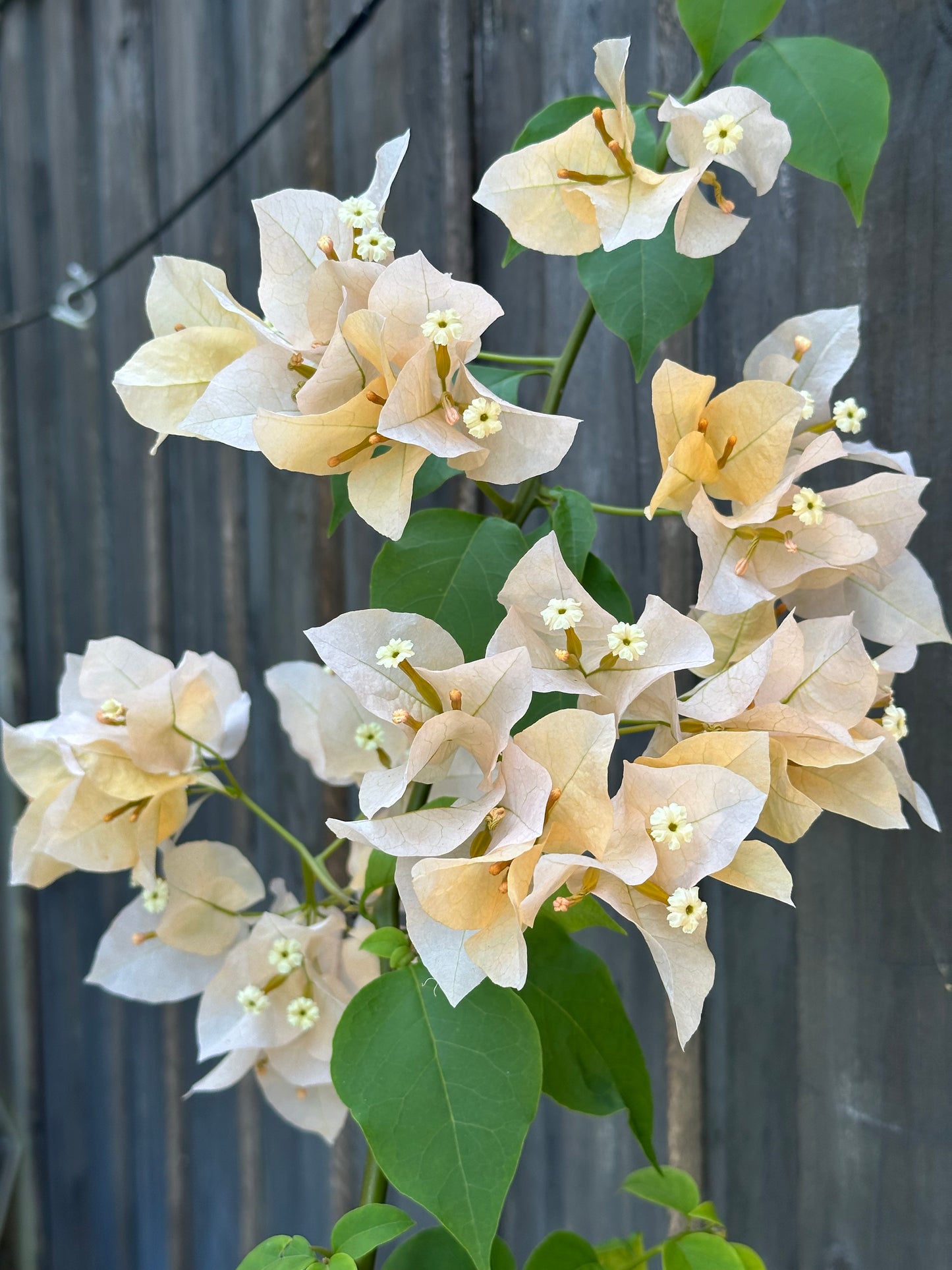 Bougainvillea Meeukany 苏瓦娜