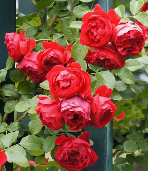 Rose Floratina -Bare root