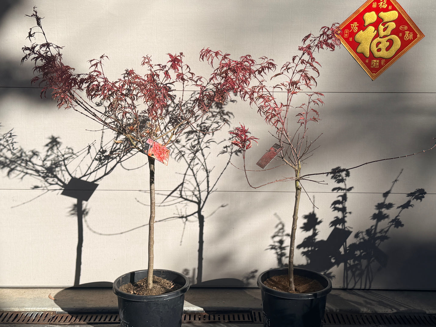 Acer palmatum Shirazz