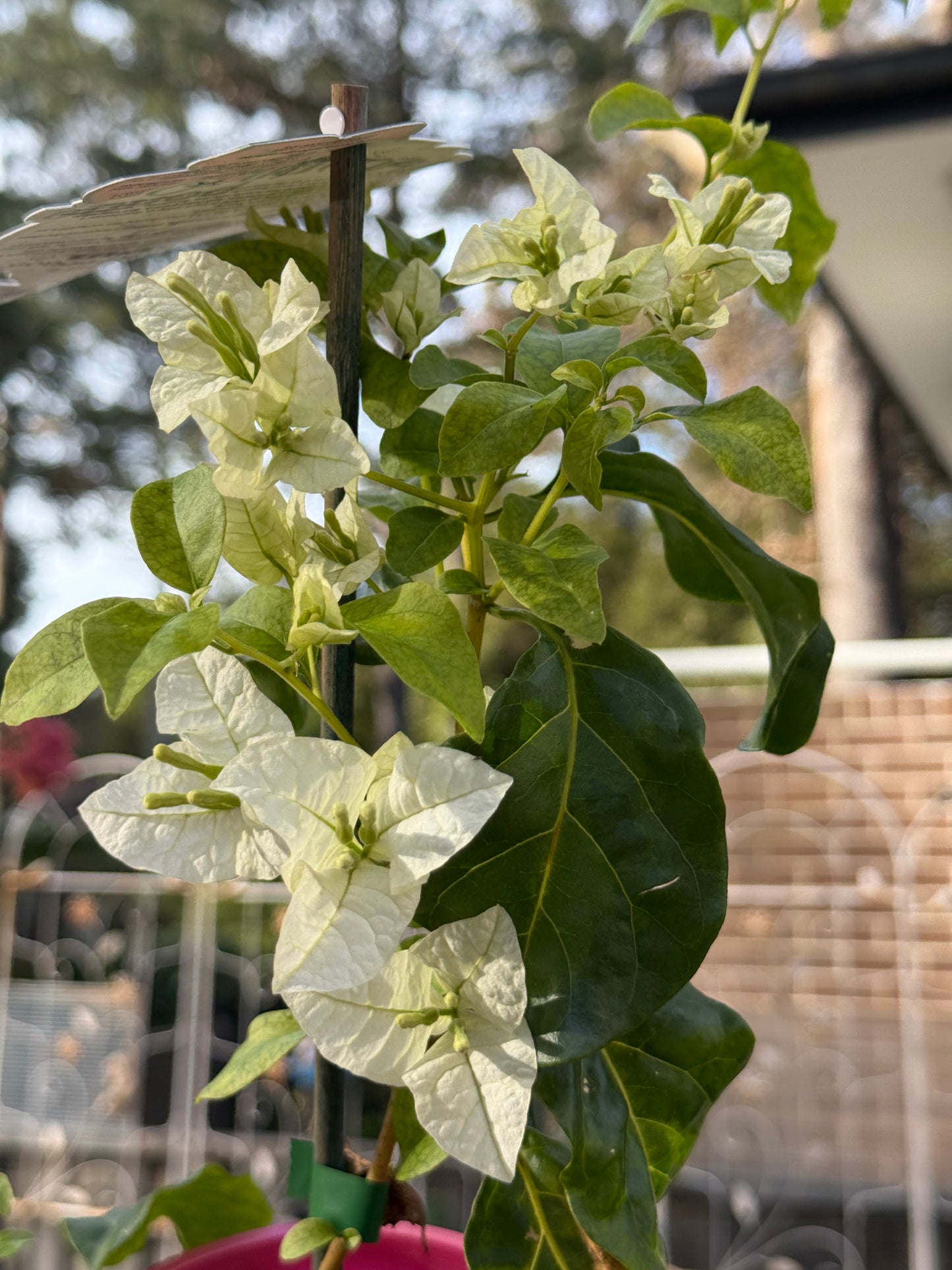 Bougainvillea Beesnees
