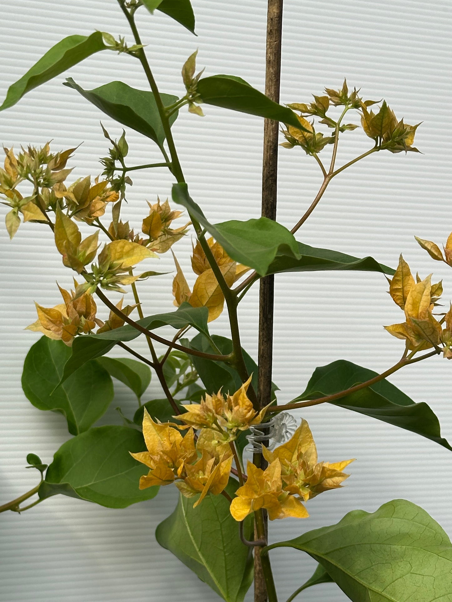 bougainvillea Carson's Gold