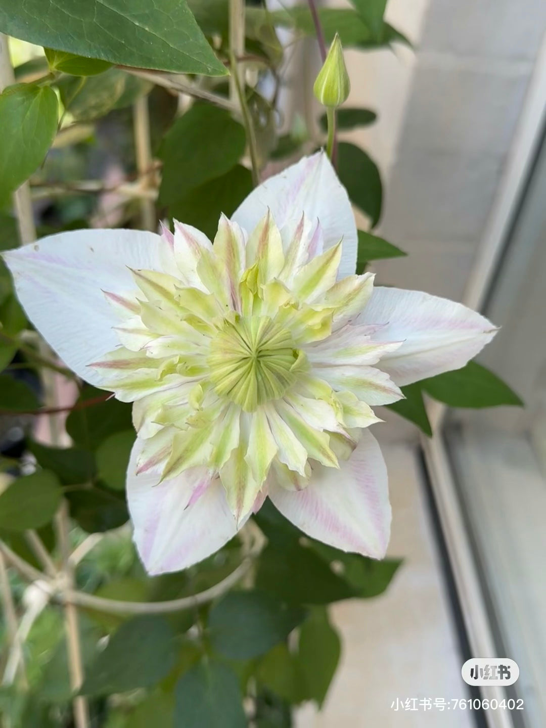 Clematis Shamshe