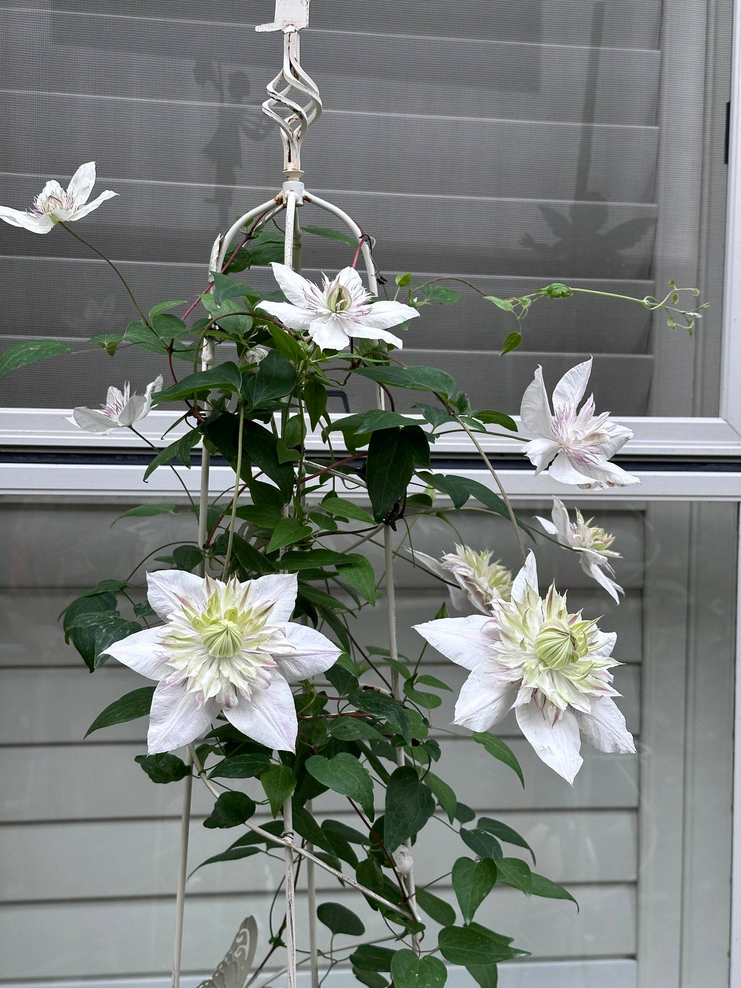 Clematis Shamshe