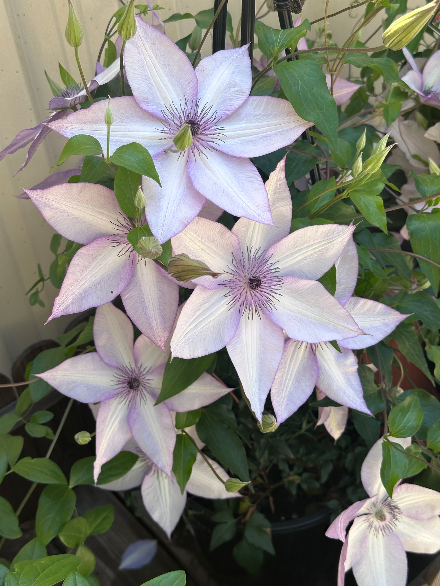 Clematis Utopia