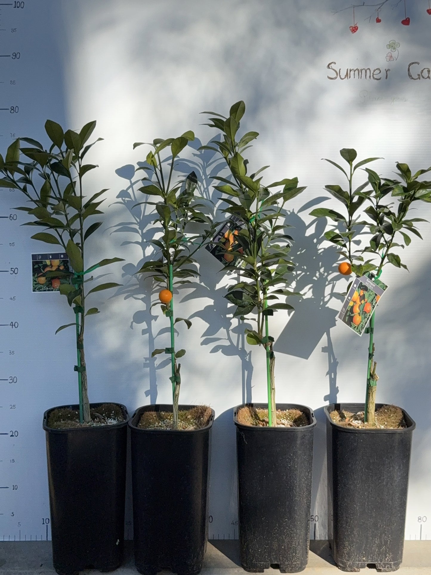 Citrus japonica ‘Meiwa’