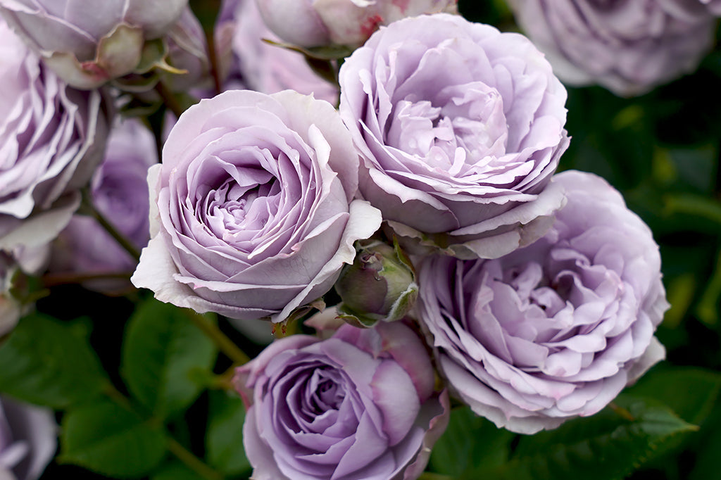 Rose My Little Angel -bare root
