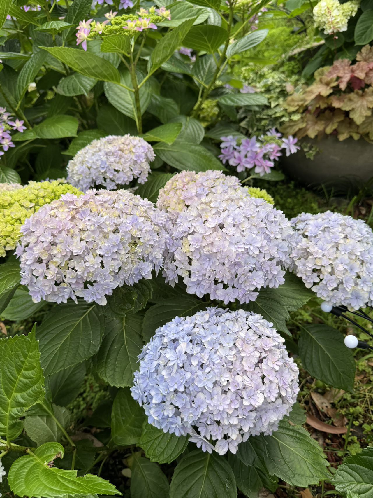 Hydrangea Hana Temari