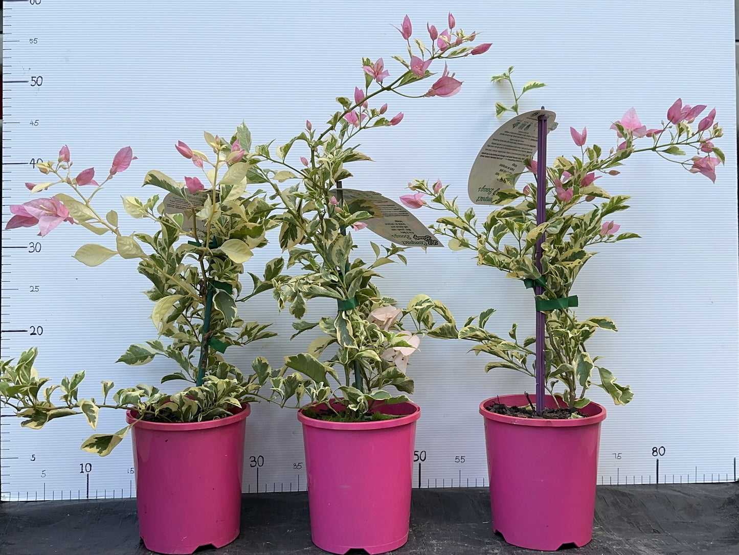 Bougainvillea Pink O Belle