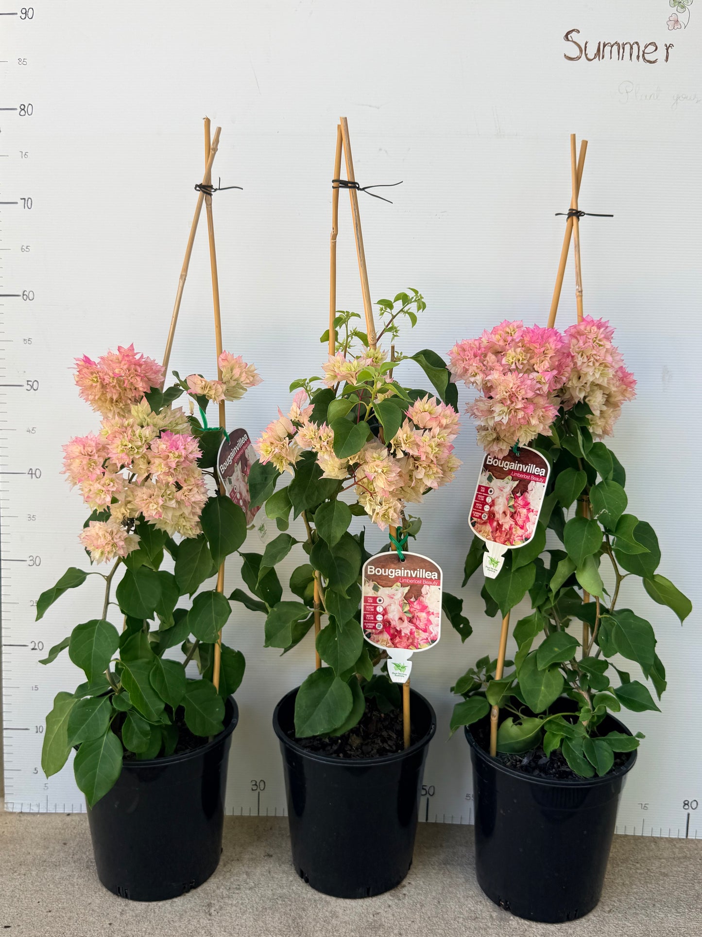 Bougainvillea Limberlost Beauty