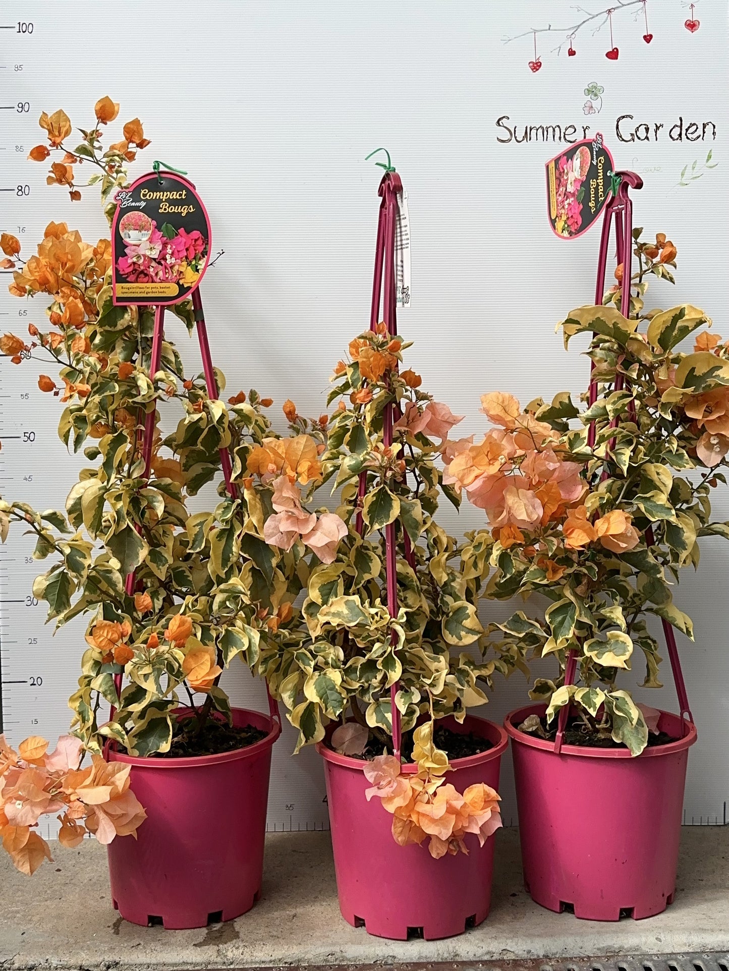 bougainvillea Golden Ice