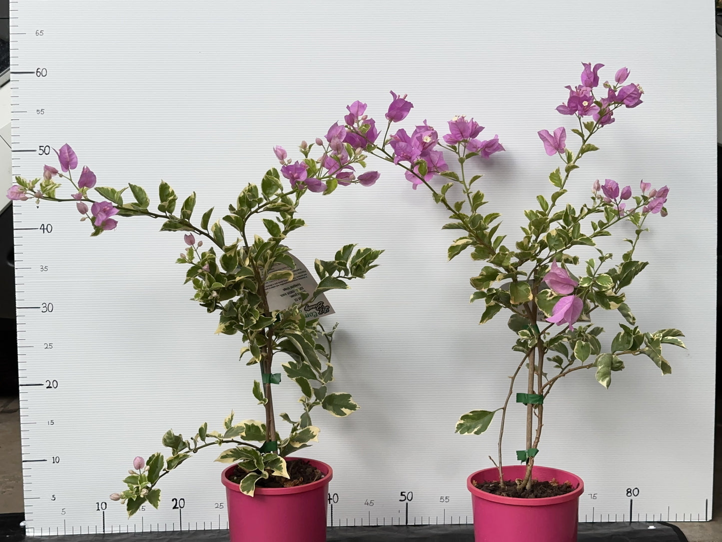 Bougainvillea Lavender Ice