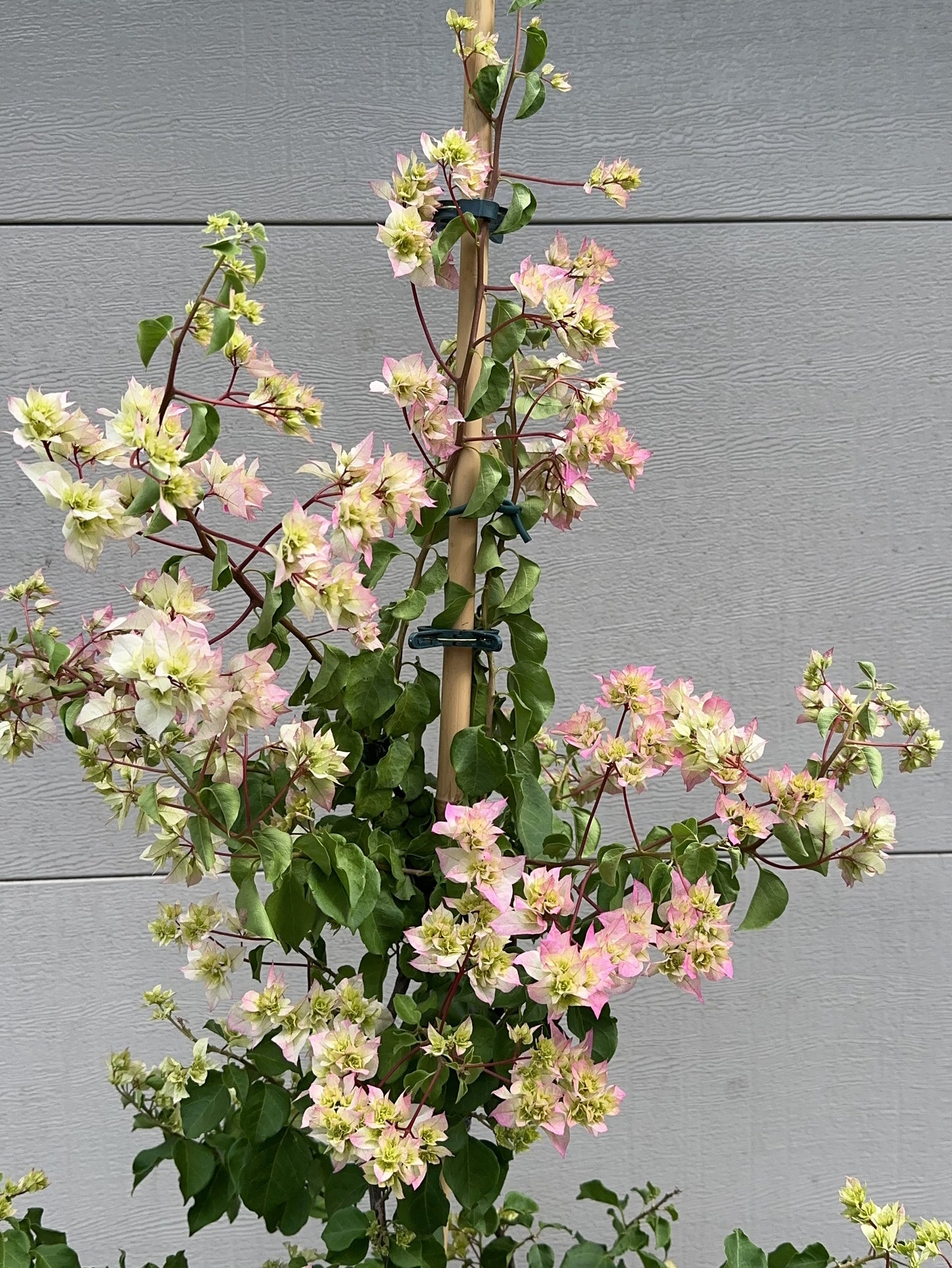 Bougainvillea Limberlost Beauty