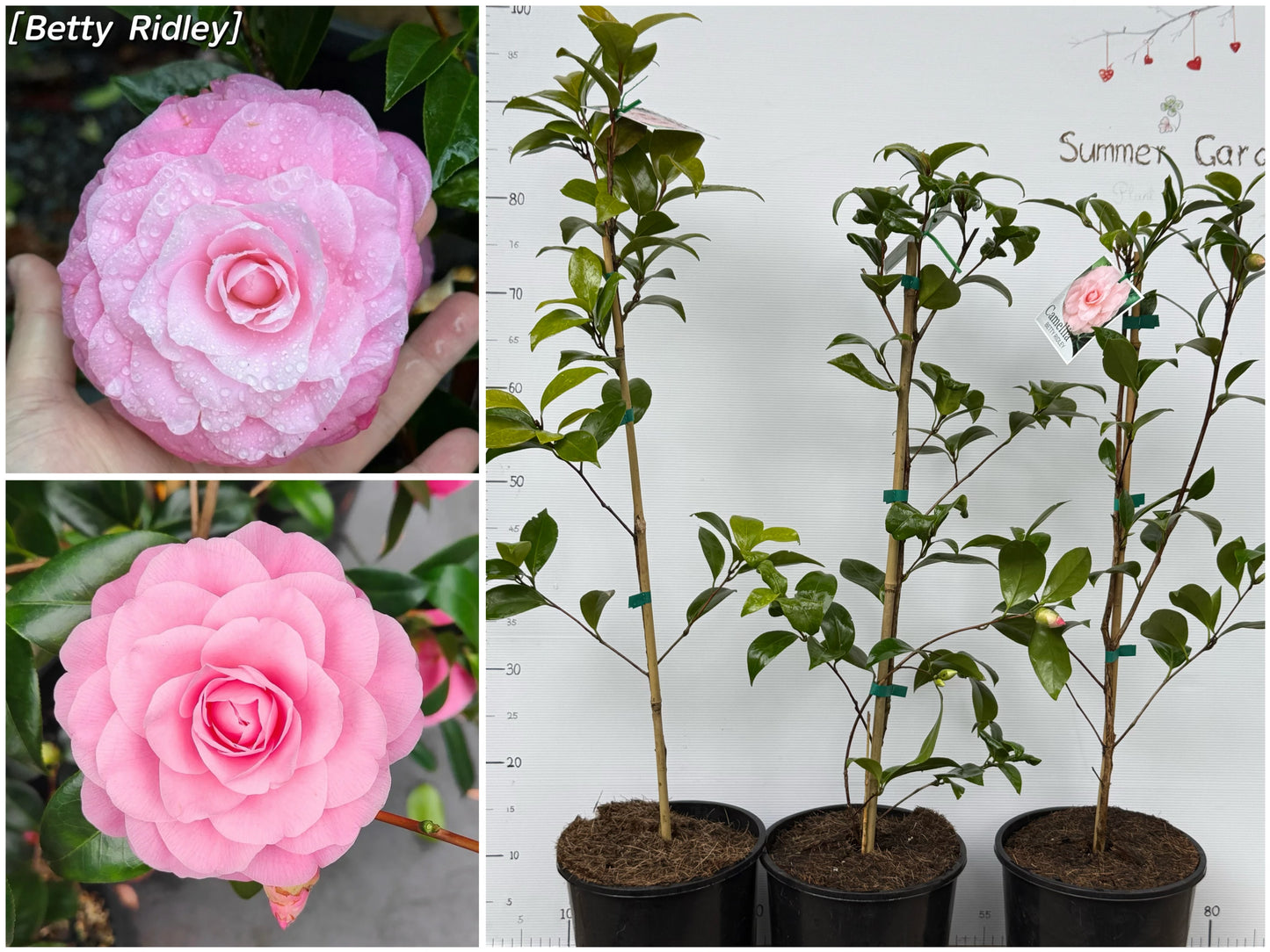 Camellia Betty Ridley