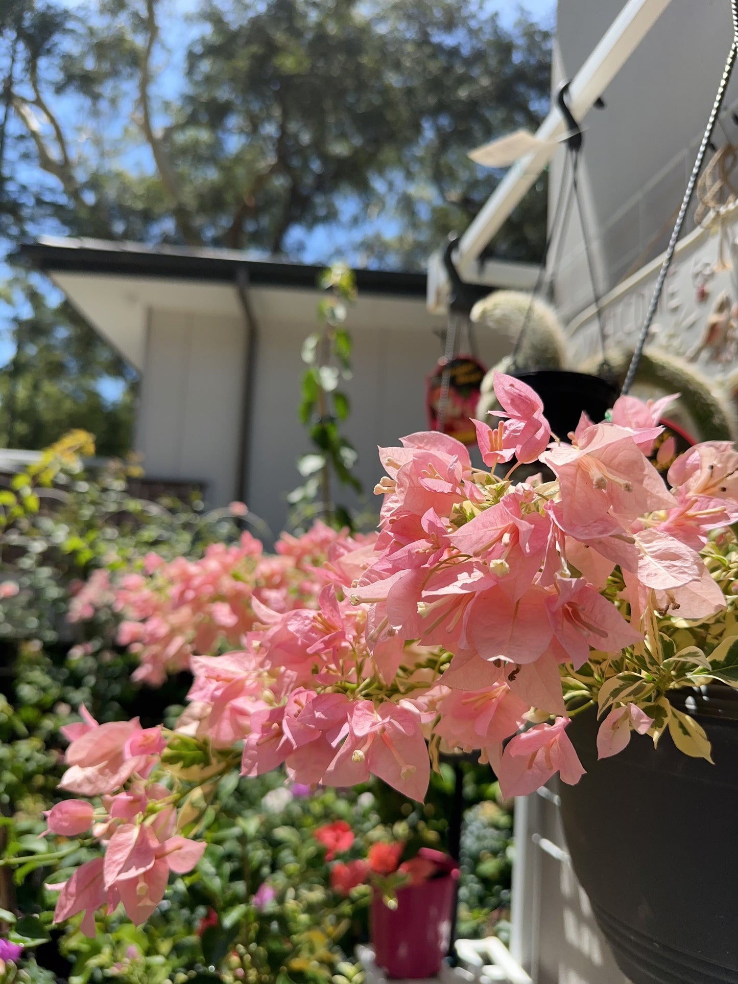 Bougainvillea Pink O Belle