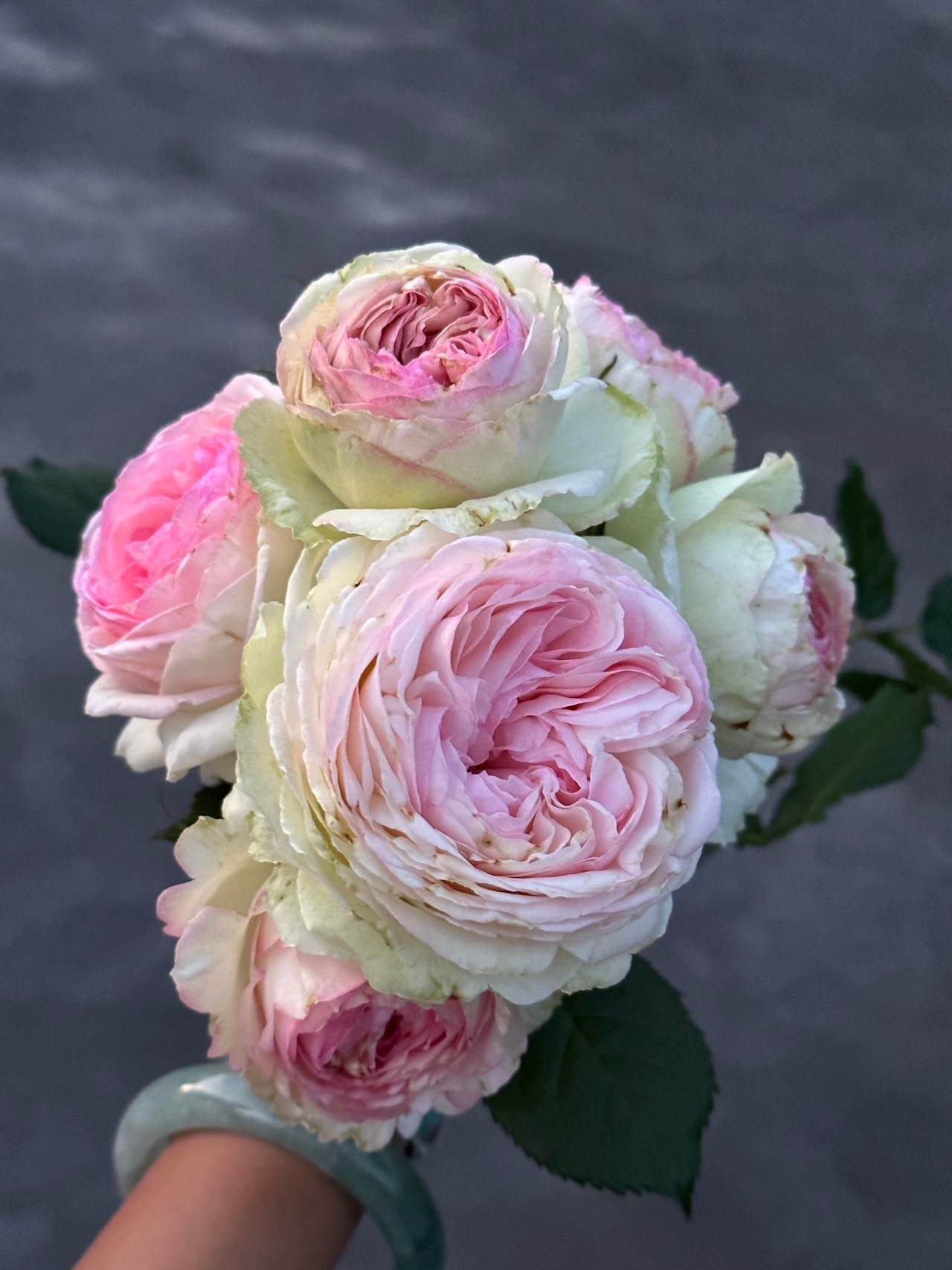 Rose Pierre De Ronsard