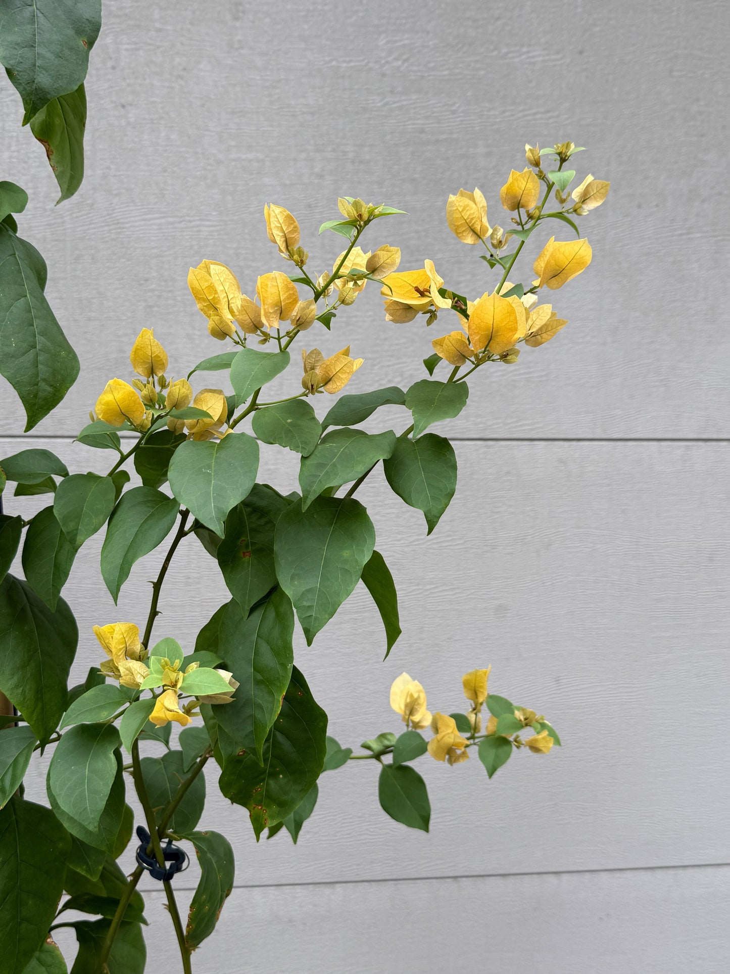 Bougainvillea Meeukany 苏瓦娜