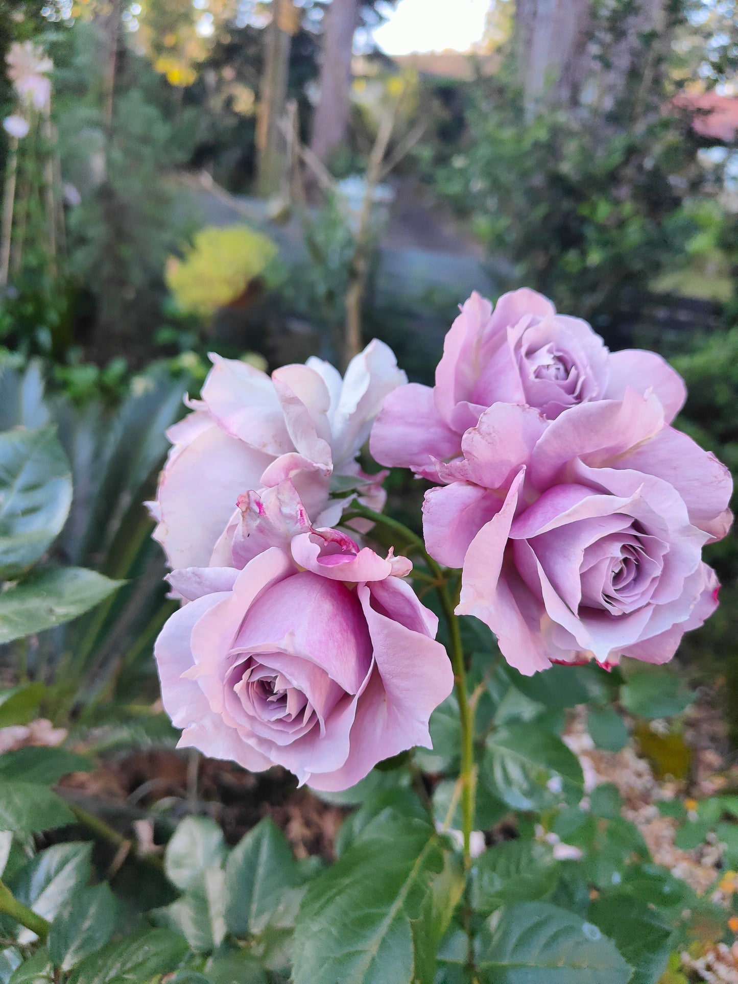 Rose Novalis - Bare root