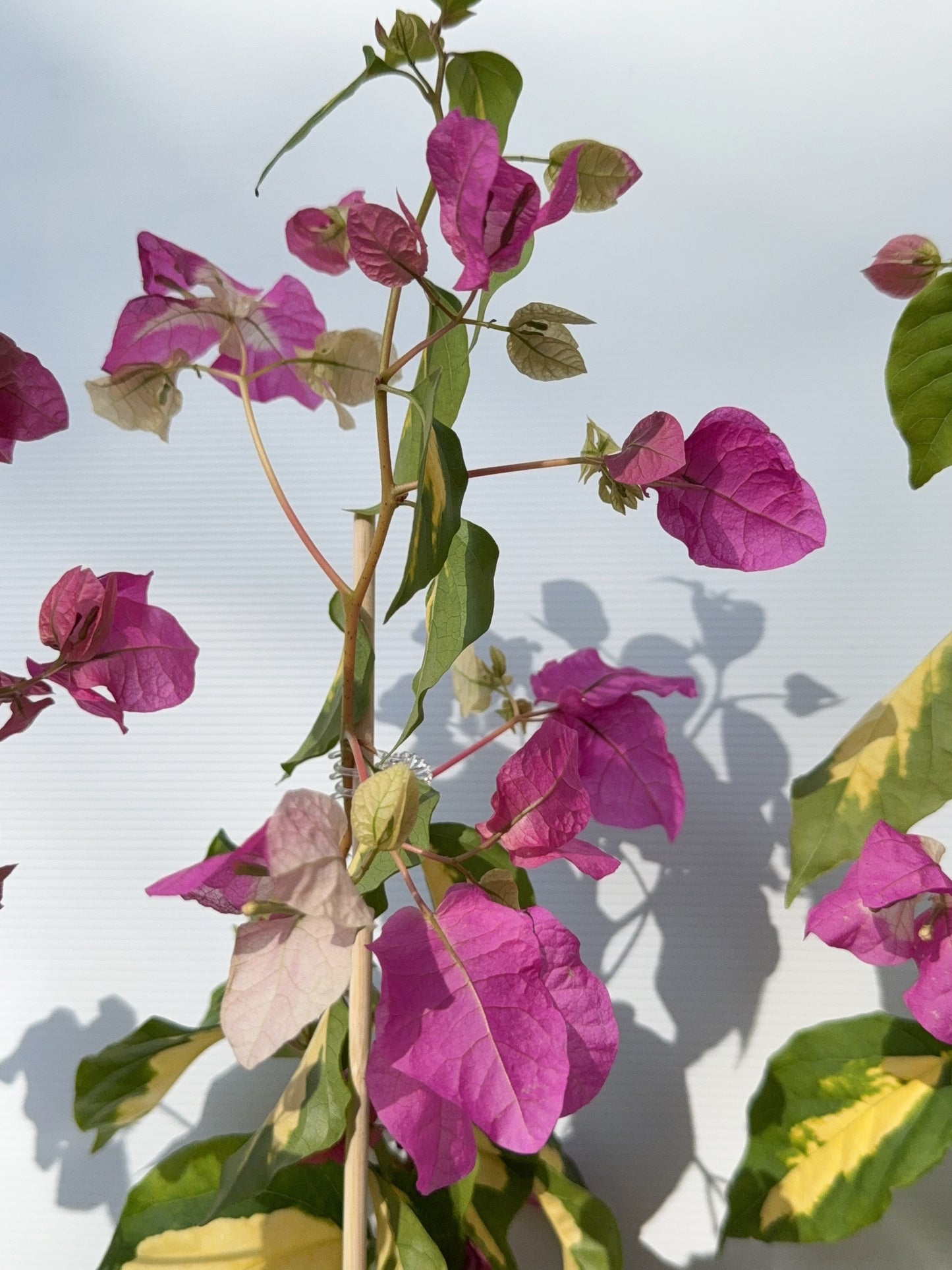 Bougainvillea Vicky