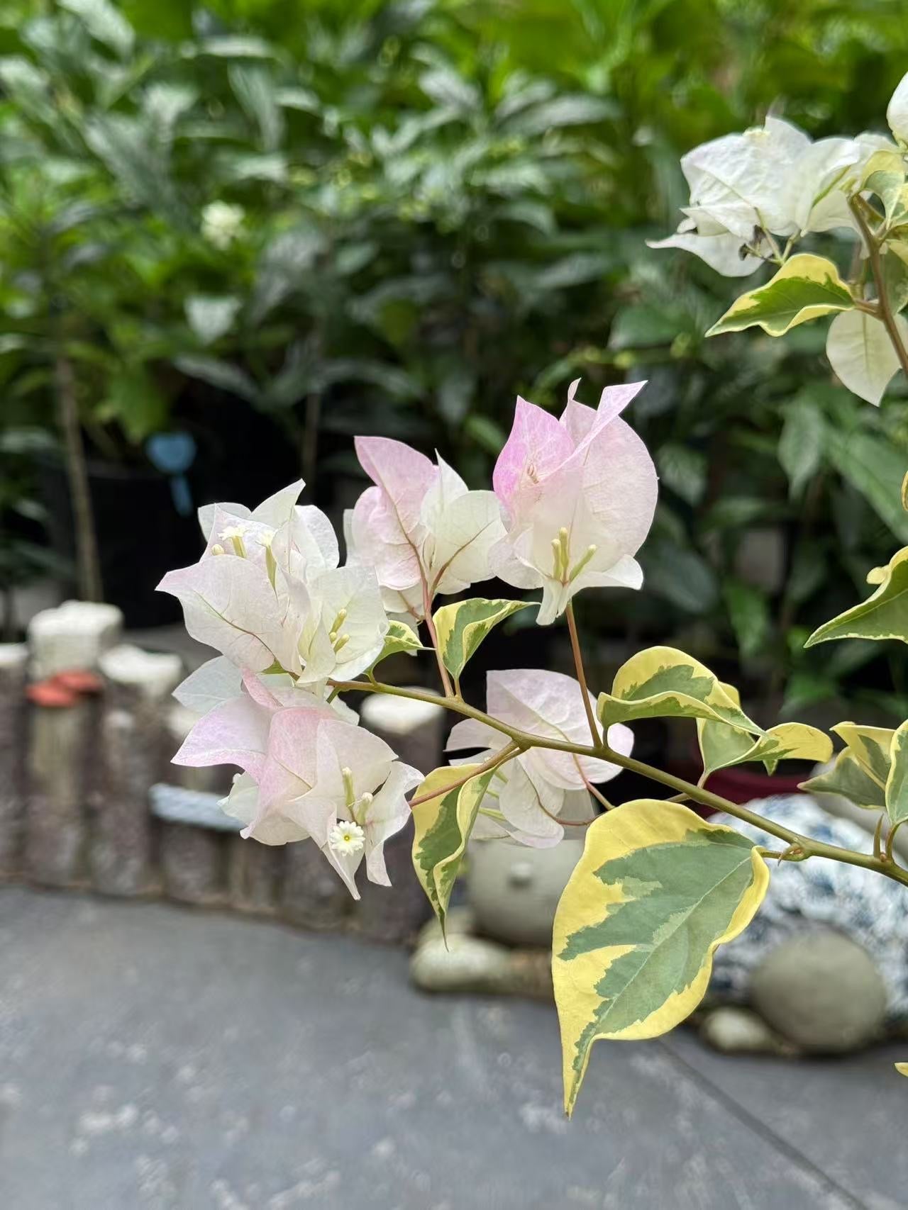 Bougainvillea Arora