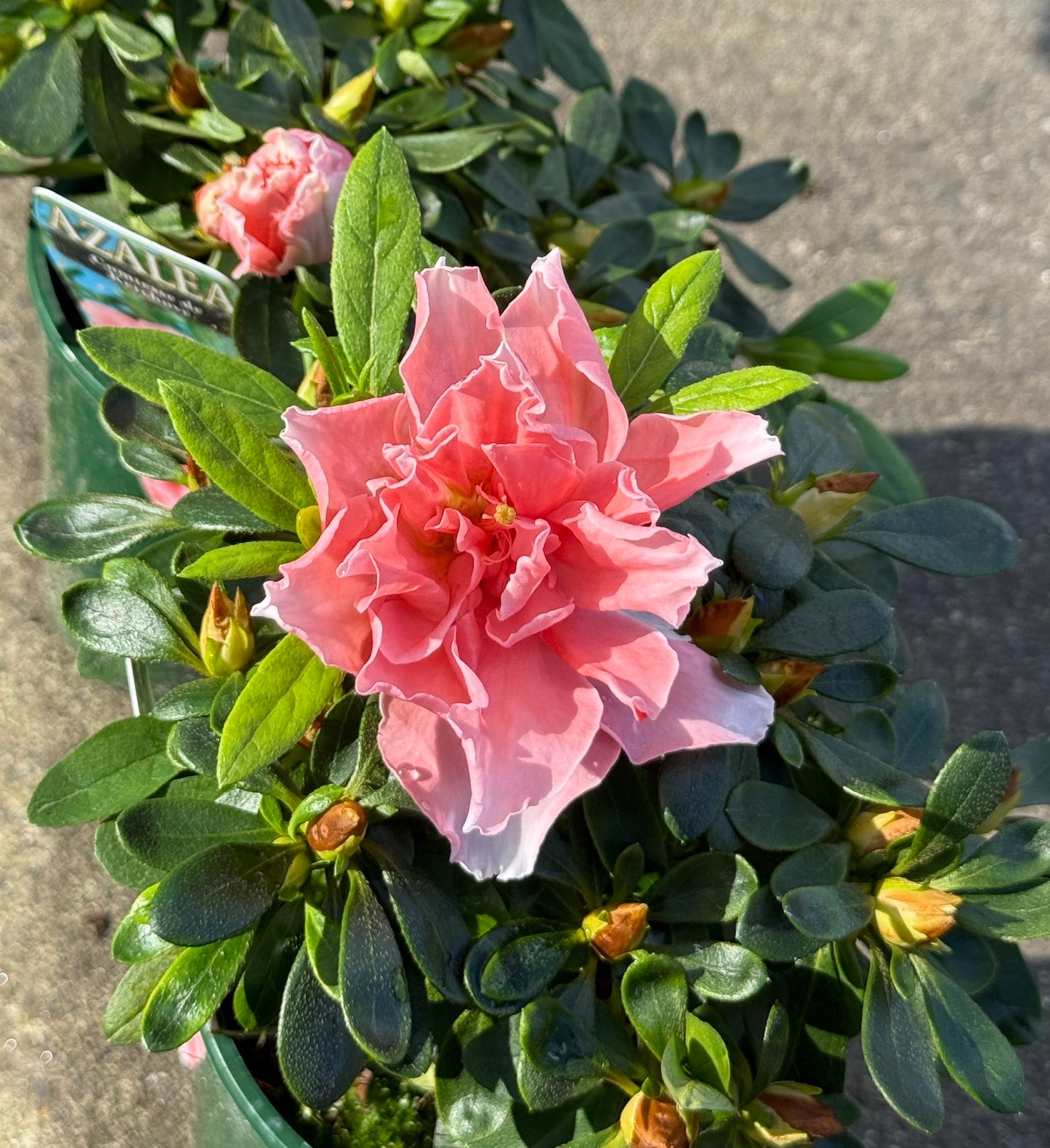 Azalea Comtesse de
Kerchove