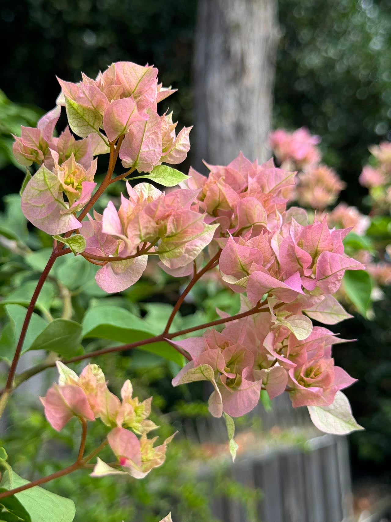 Bougainvillea Double Light Pink