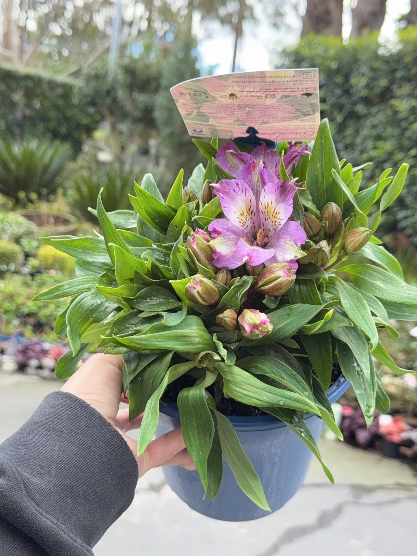 Alstroemeria Elite Lavender