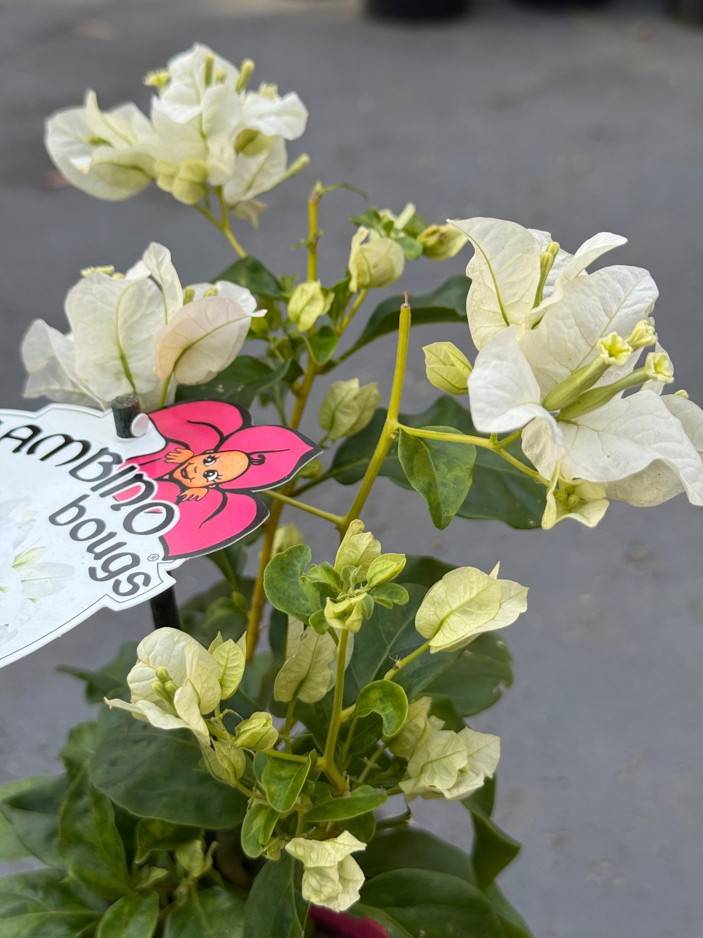 Bougainvillea Beesnees
