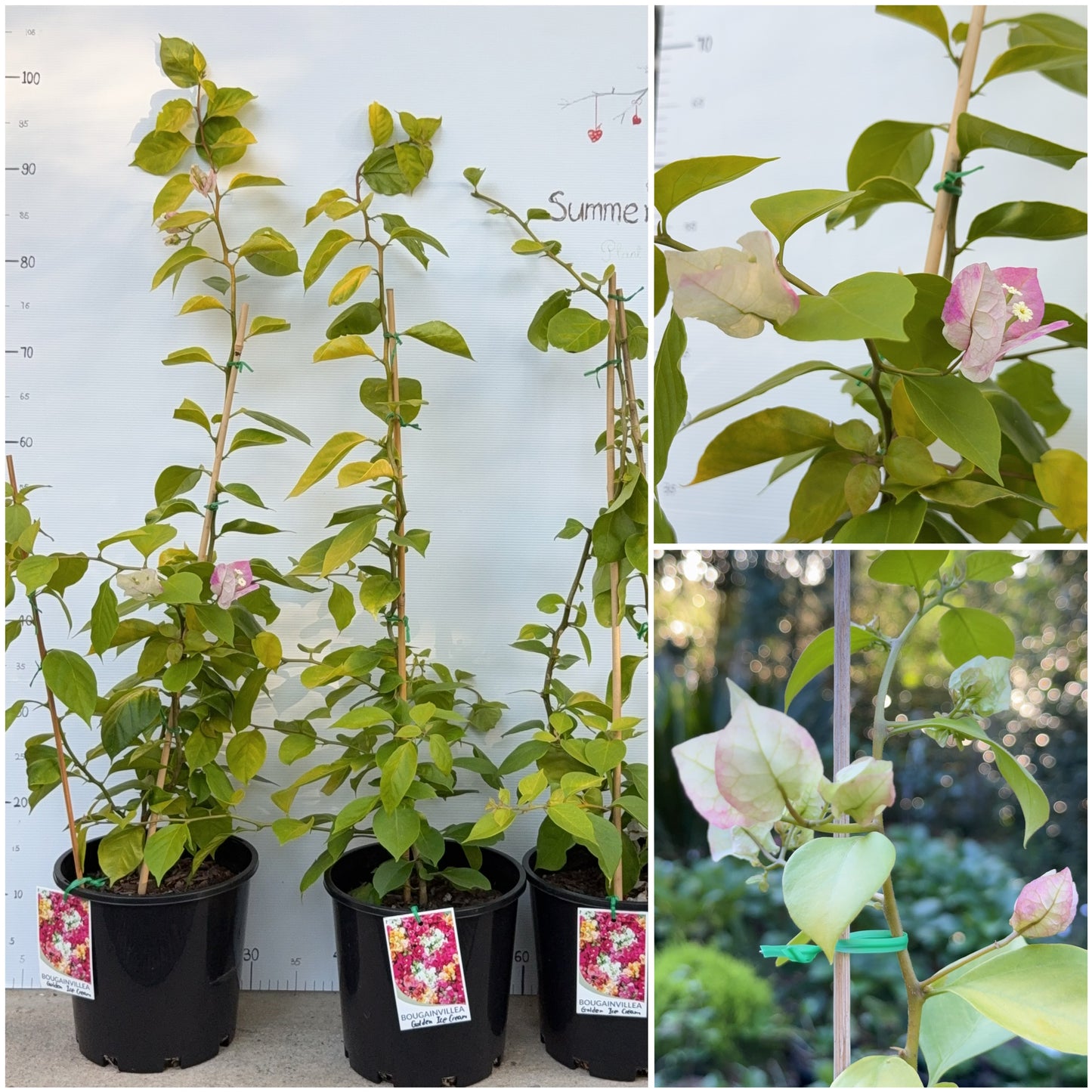 Bougainvillea Golden Ice Cream