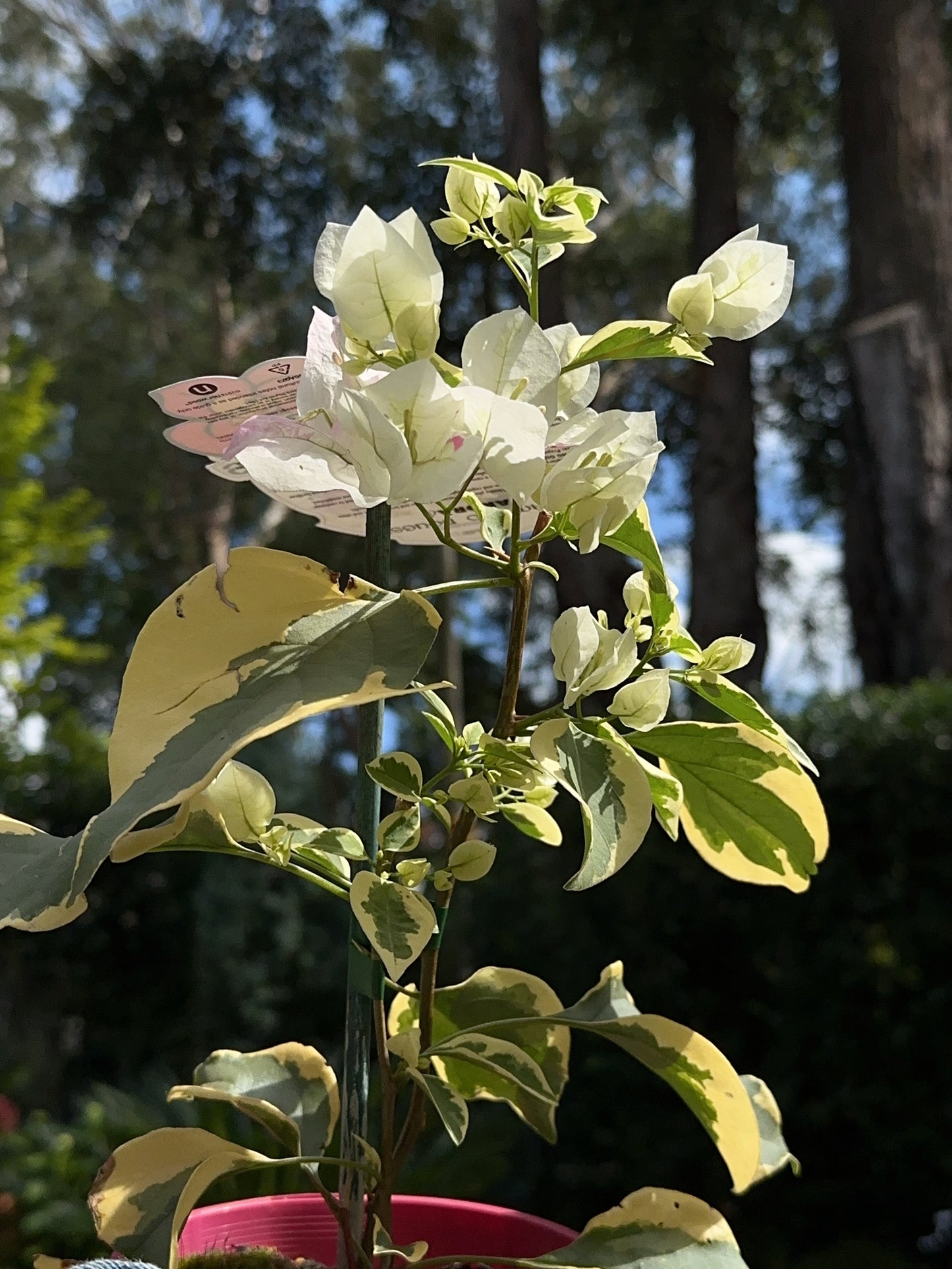 Bougainvillea Arora