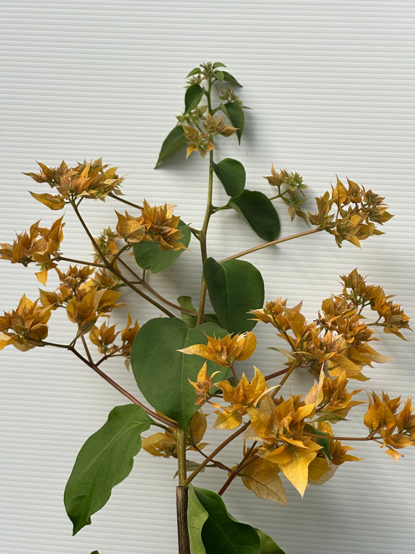 bougainvillea Carson's Gold