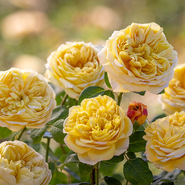Rose Charles Darwin -Bare root