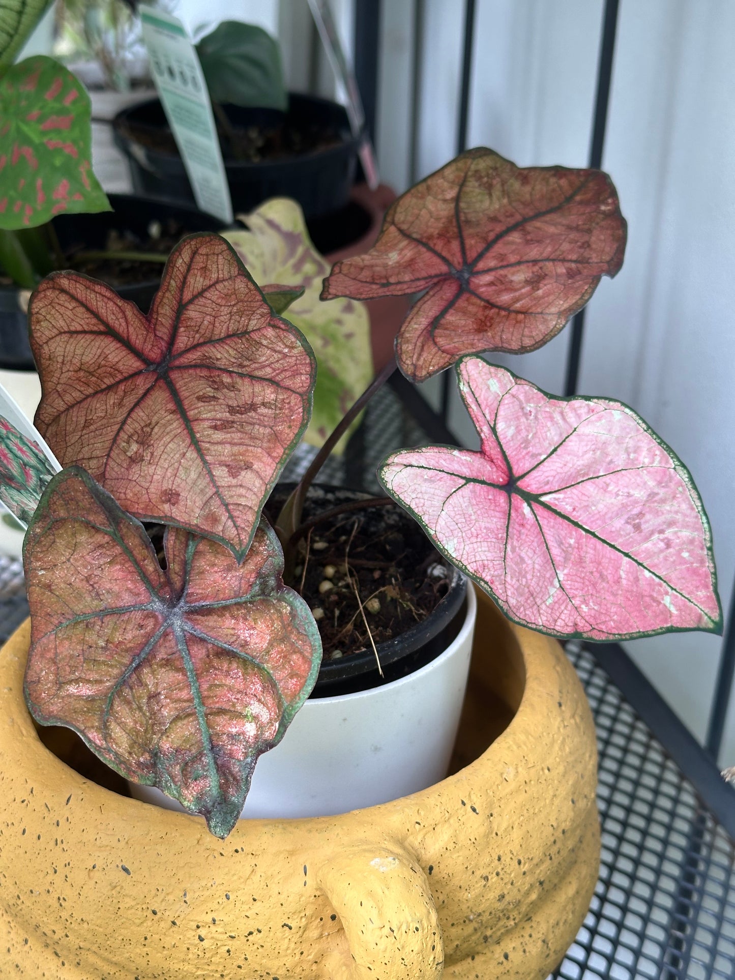Caladium The Scarlet Girl
