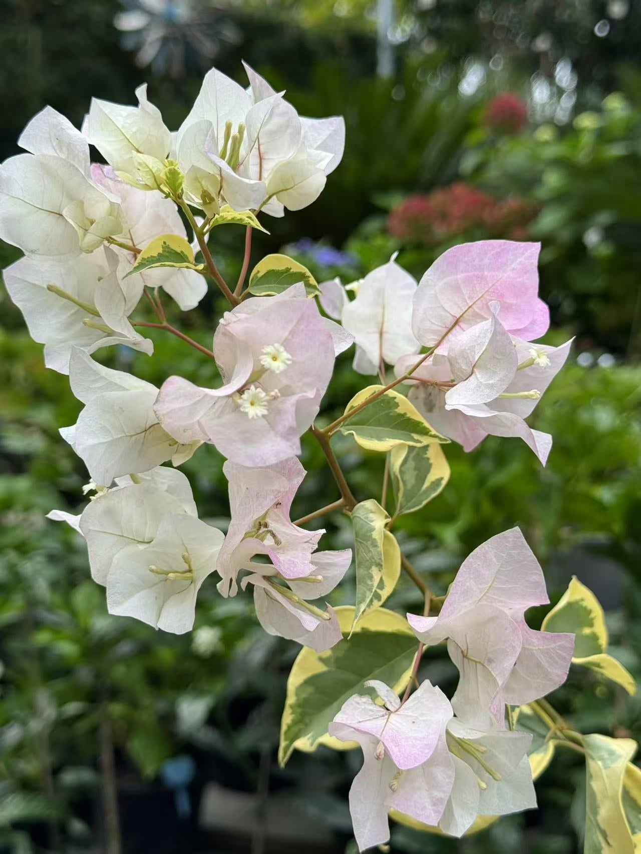 Bougainvillea Arora