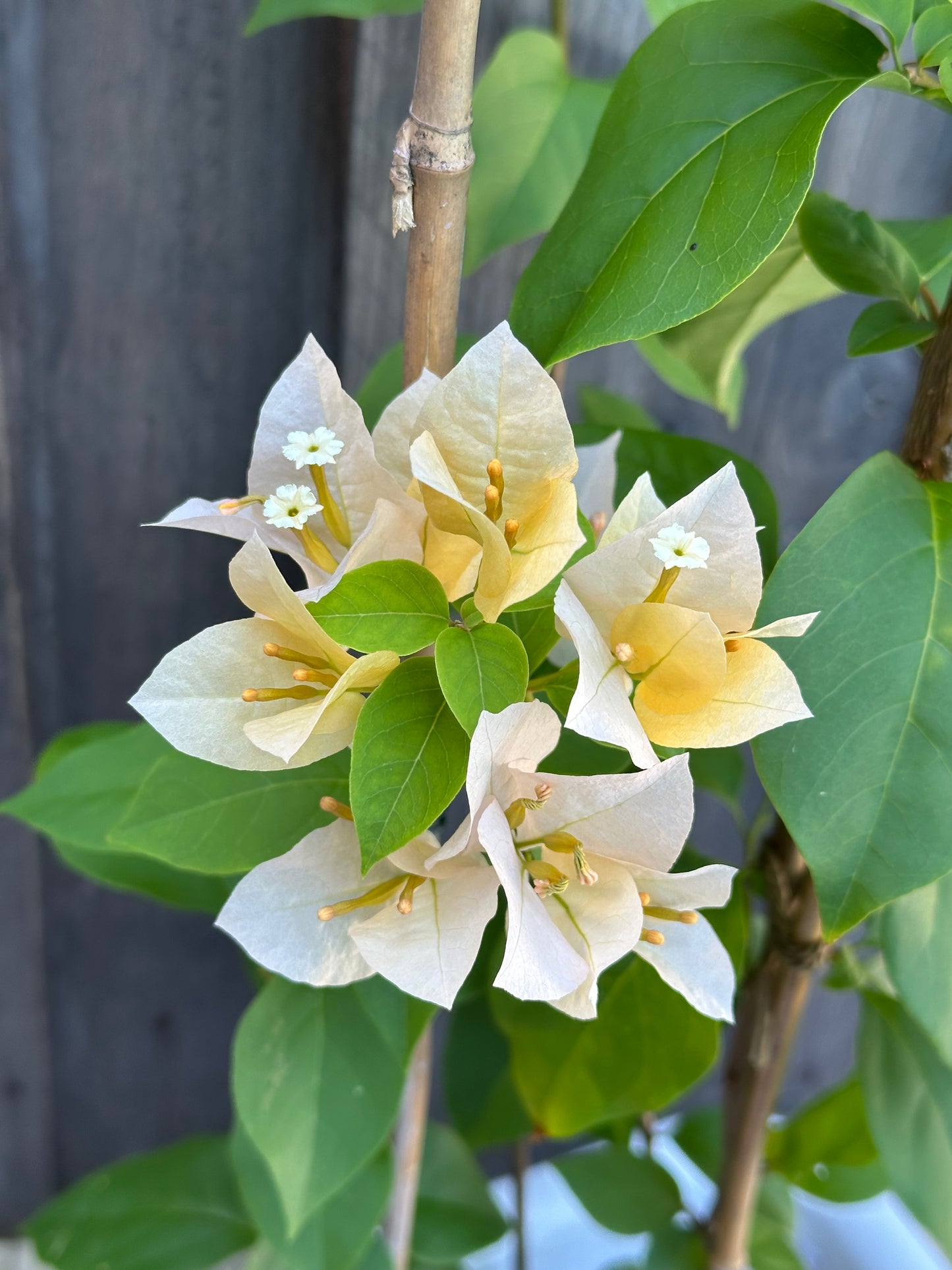 Bougainvillea Meeukany 苏瓦娜