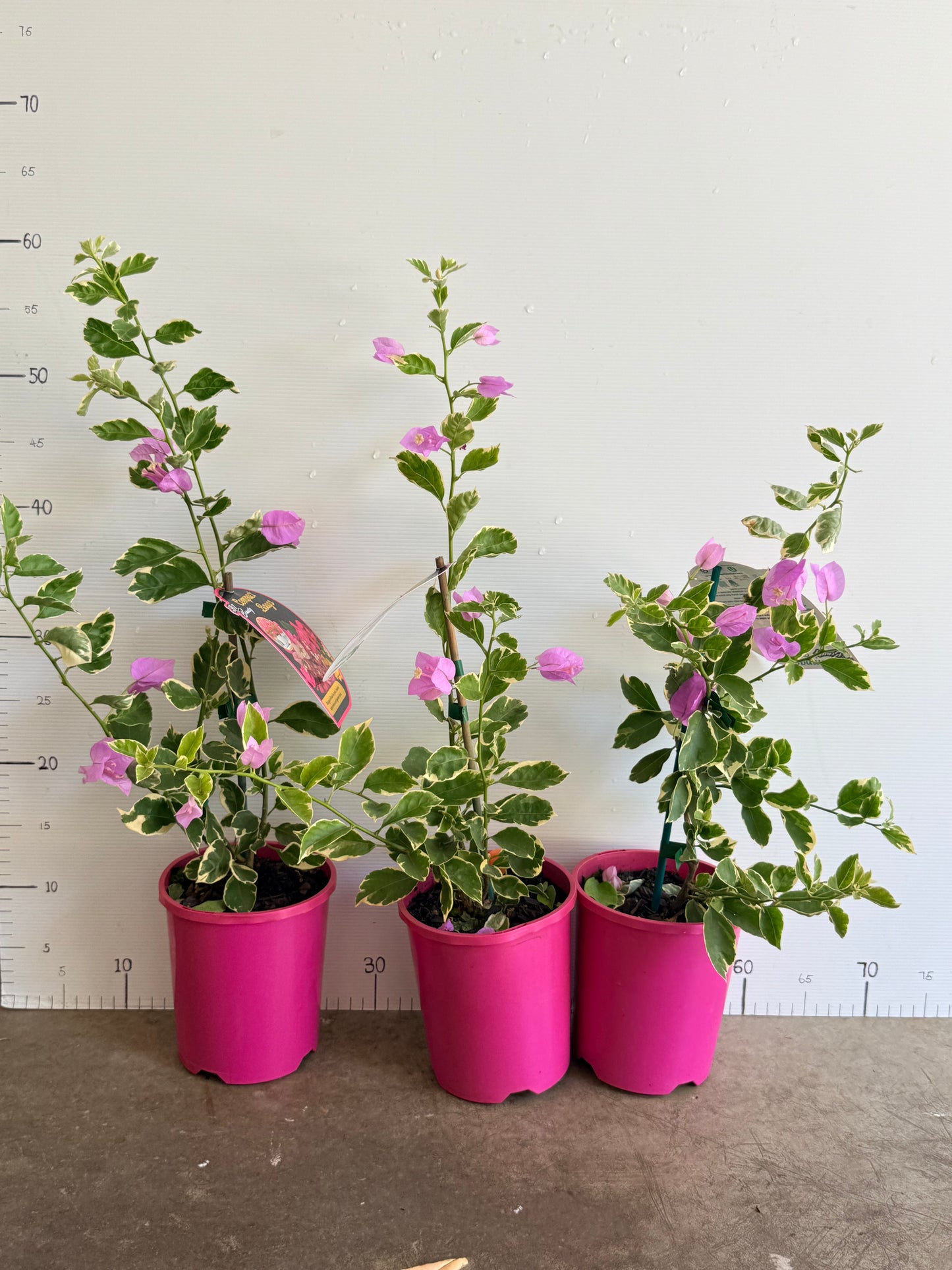 Bougainvillea Lavender Ice