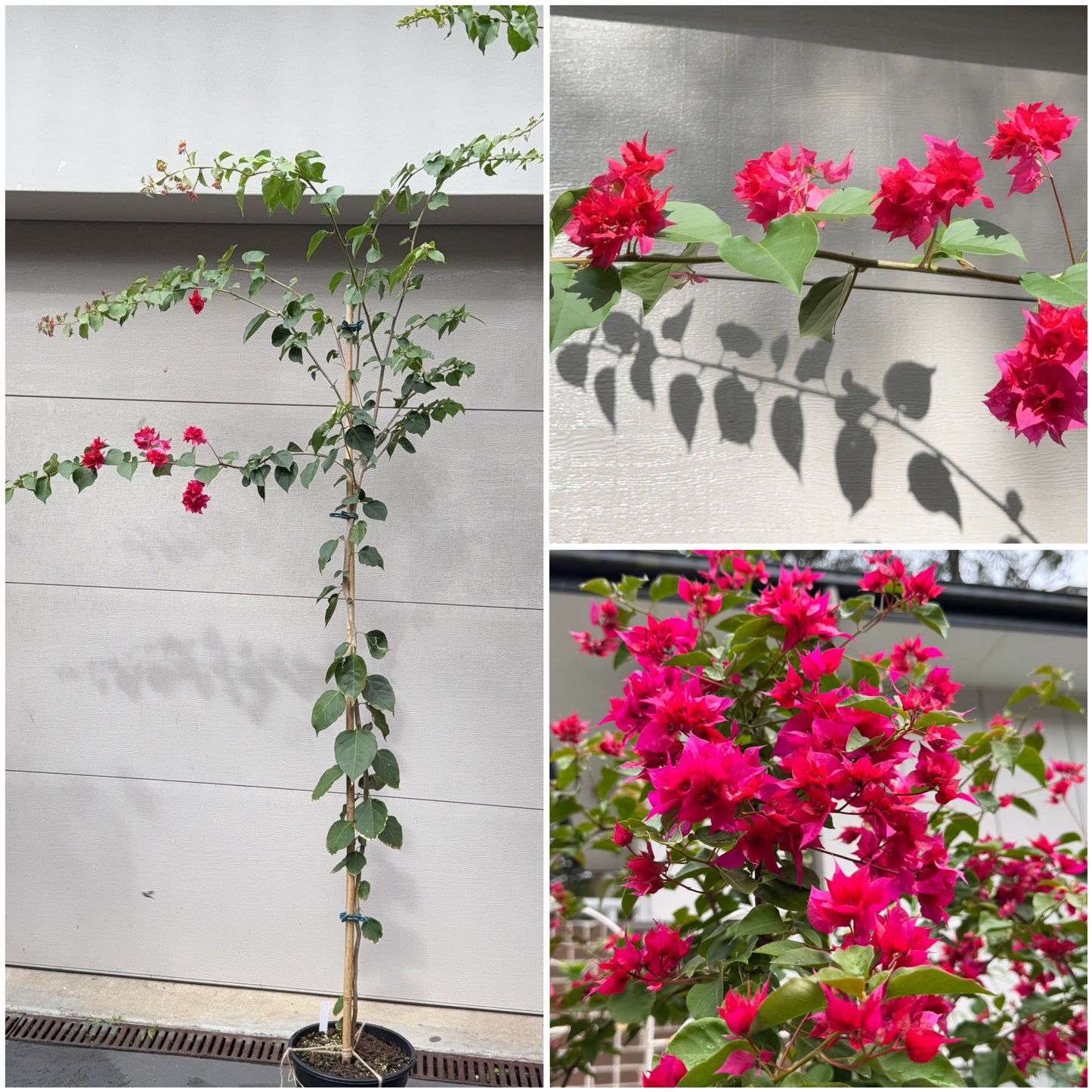 Bougainvillea Klong Fire