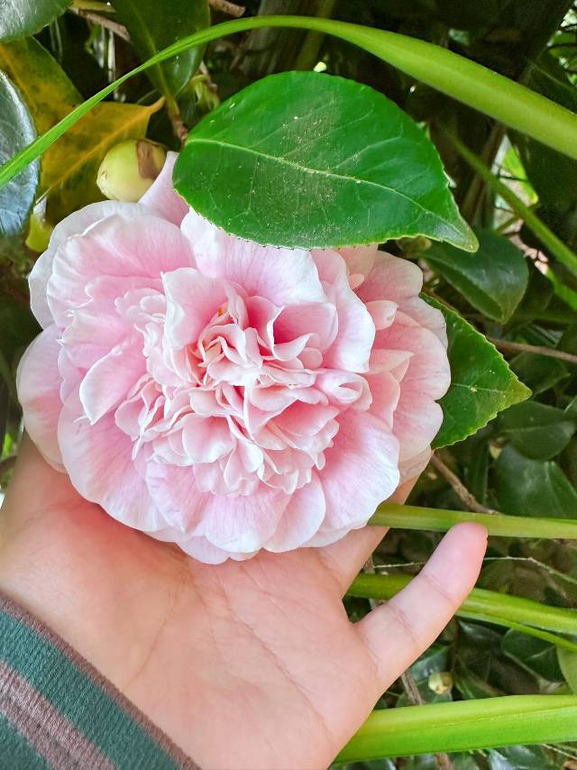 Camellia Lady Loch