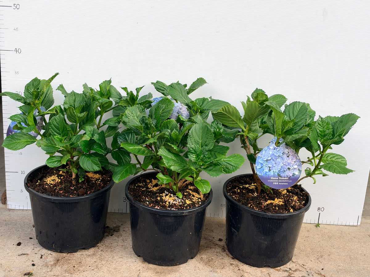 Hydrangea Hana Temari