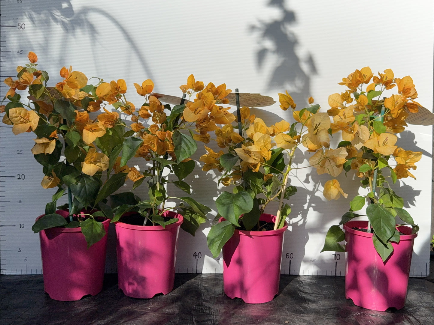 Bougainvillea Siggi