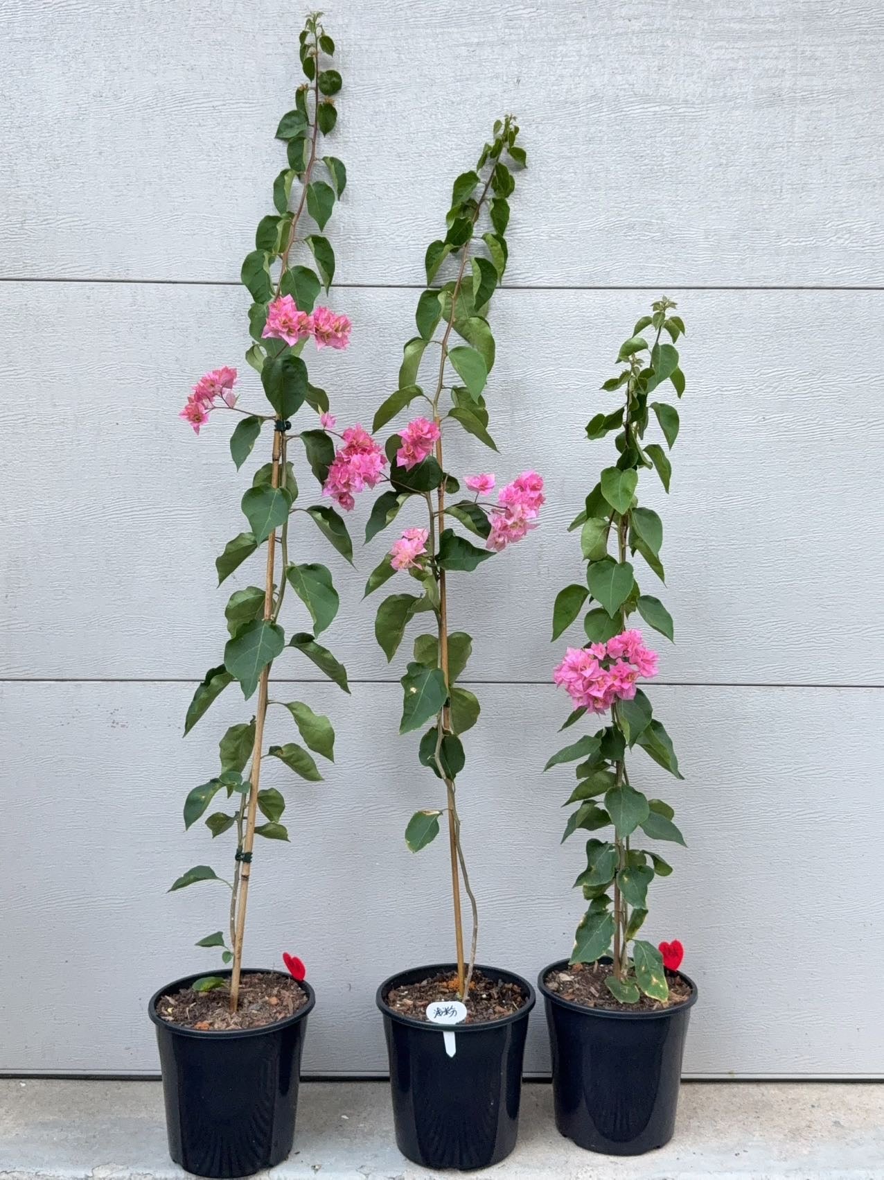 Bougainvillea Double Light Pink