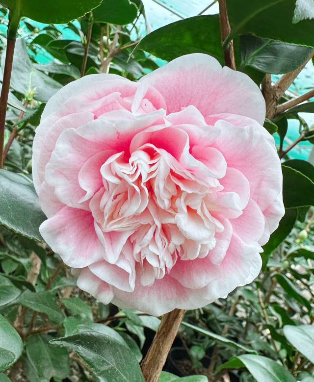 Camellia Lady Loch