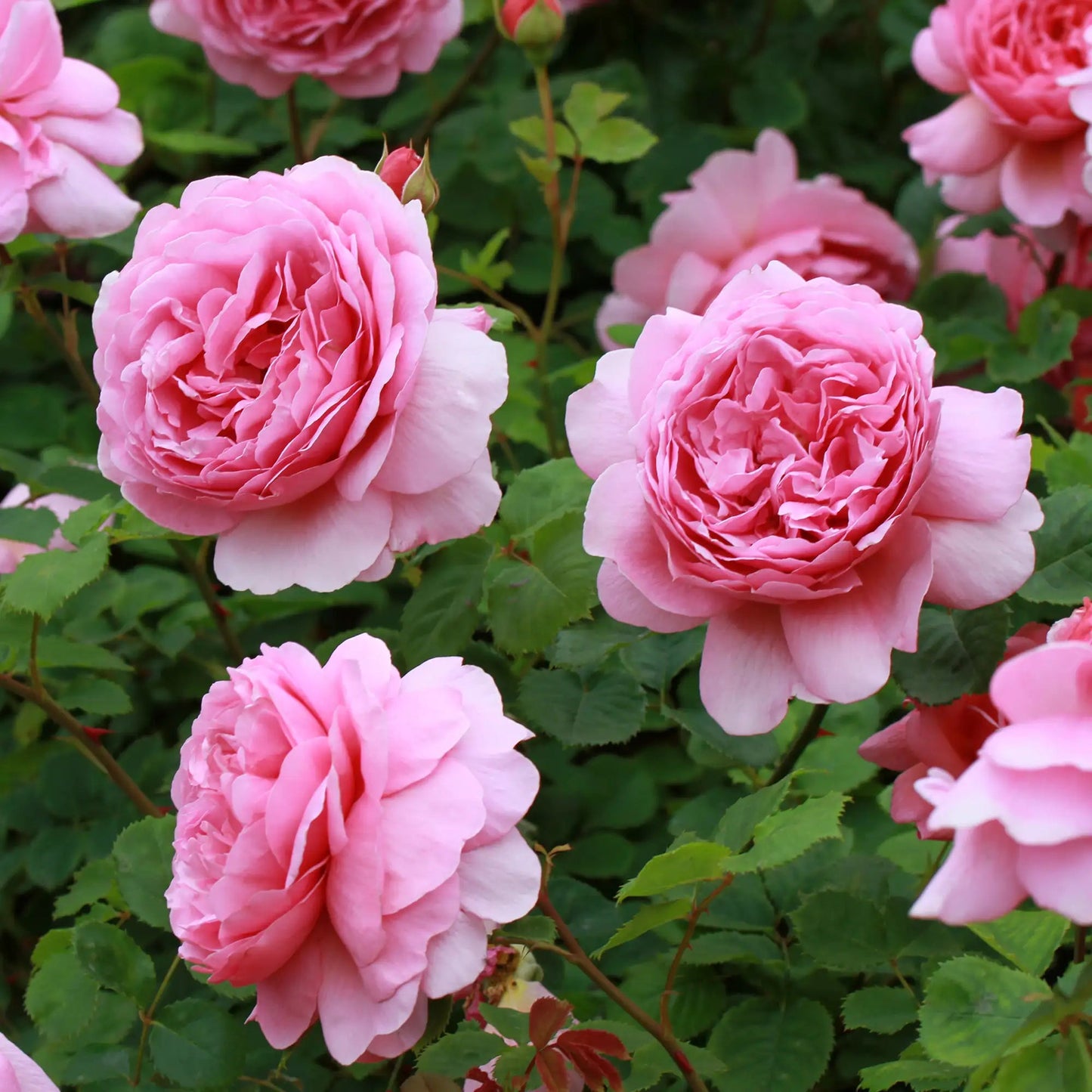 Rose Princess Alexandra of Kent -Bare root