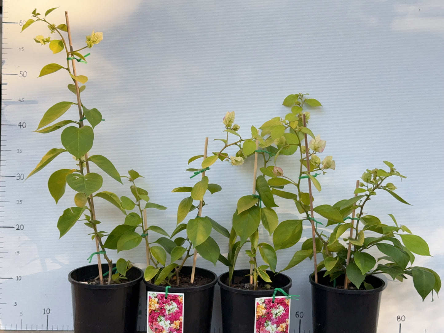 Bougainvillea Golden Ice Cream