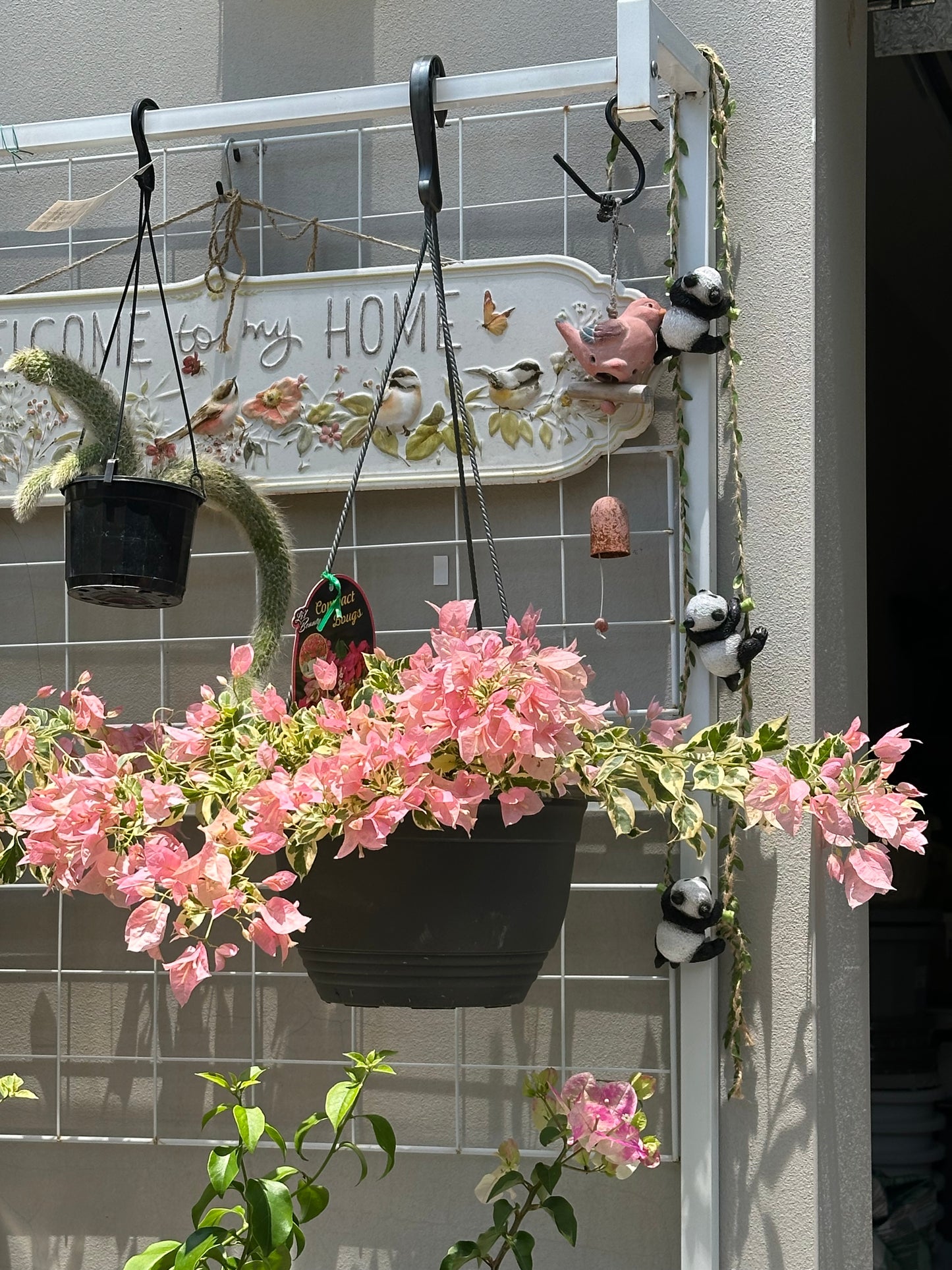 Bougainvillea Pink O Belle