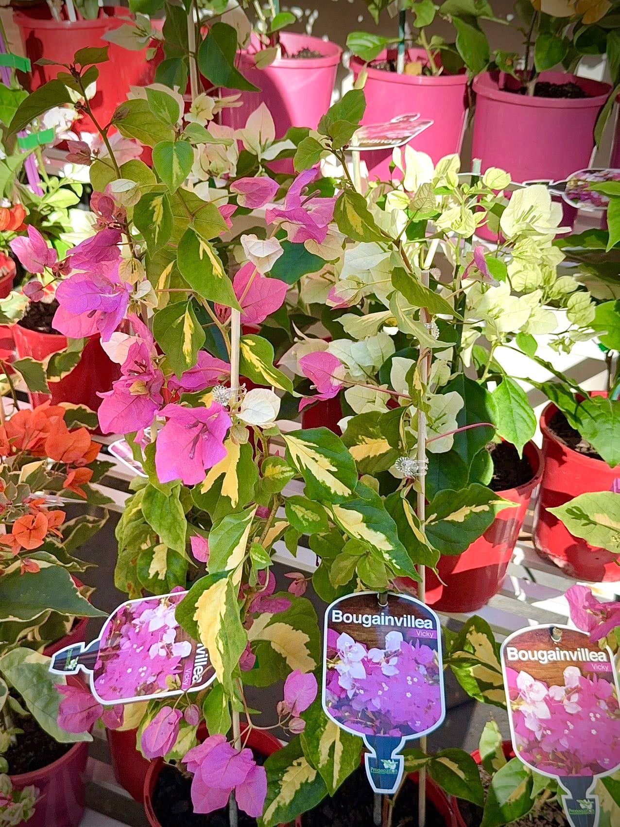 Bougainvillea Vicky