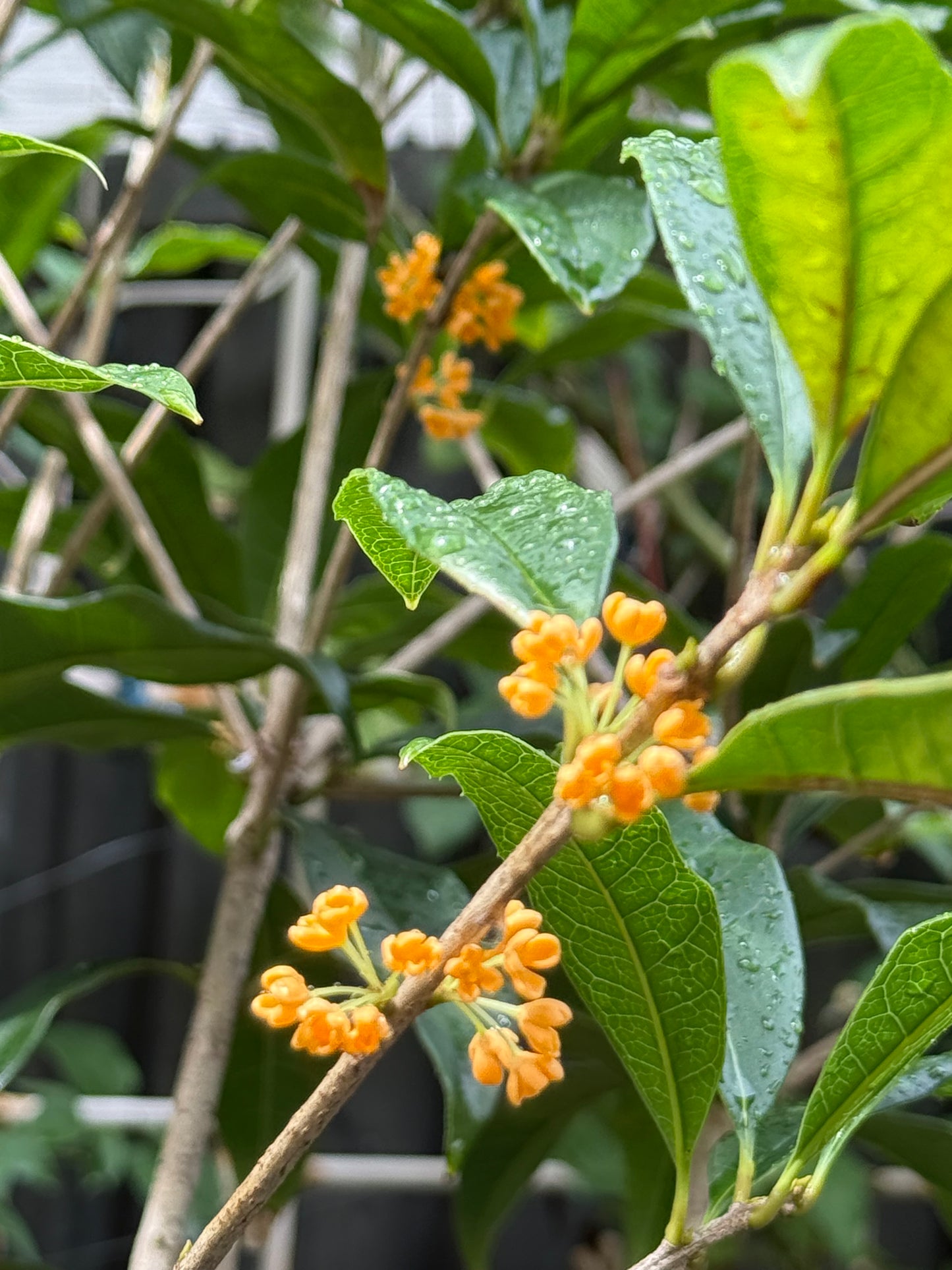 Osmanthus Orange Supreme