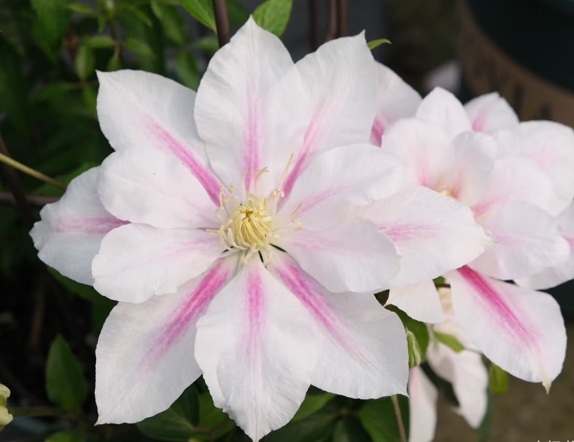 Clematis Andromeda