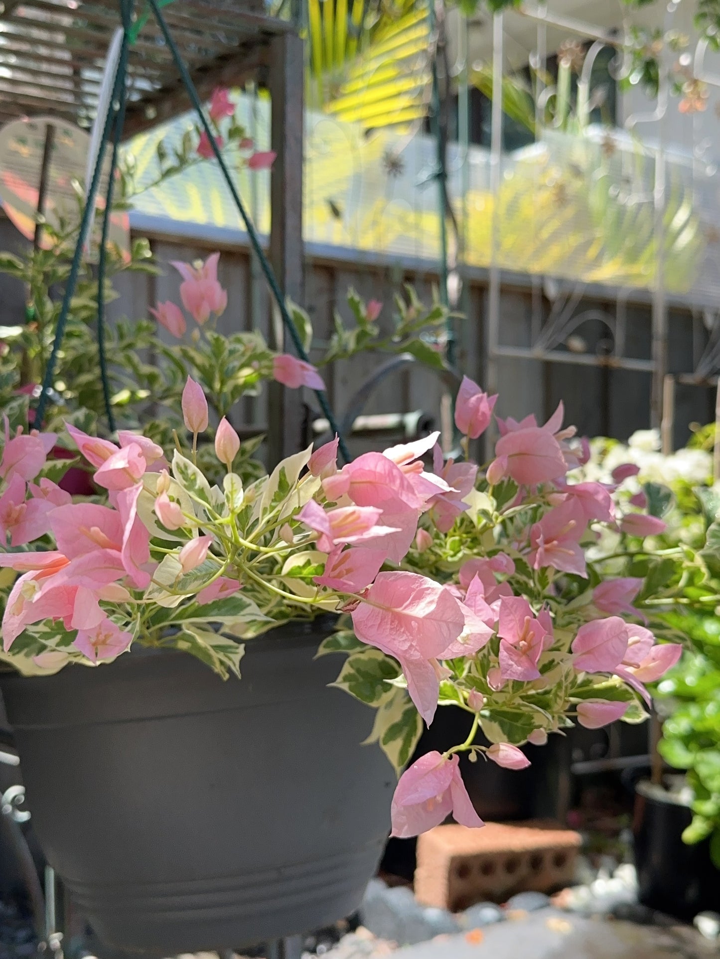 Bougainvillea Pink O Belle